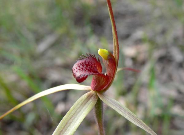 Arachnorchis oenochila - Wine Lipped Spider Orchid.jpg